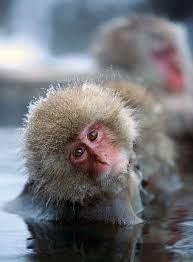 Snow Monkey 2013 4 A Photo From Nagano Chubu Trekearth Snow Monkey Animals Beautiful Wild Animals Pictures