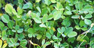First of all, why is testosterone important? Growing Fenugreek Plant Varieties How To Guide Problems And Harvesting