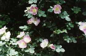 Image result for Cissus rubiginosa