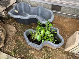 アクアリウム、苔