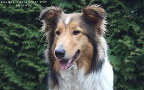 We did not find results for: Bodey Border Collie X Schotse Collie Dogs Puppies Pets