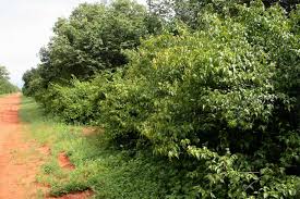 Image result for Croton longipedicellatus