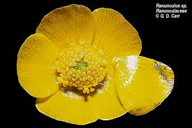 Image result for Ranunculaceae