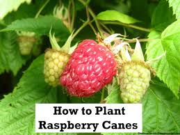 Pin By Marilene Santana Rosas On Mayamade In Summer I Am Probably Outdoors Raspberry Plants Growing Raspberries Raspberry Canes