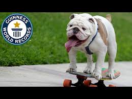 We did not find results for: Skateboarding Dog Sets Record In Lima Peru
