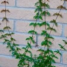 Maybe you would like to learn more about one of these? Cat Claw Staked