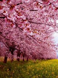 Yah hal tersebut di karenakan memang bunga iini merupakan bunga yang berasal dari jepang. 55 Bunga Sakura Ideas Scenery Beautiful Nature Nature