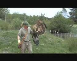 We did not find results for: Imperial Eagle Eagleworld Denmark Youtube