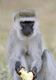 Maybe you would like to learn more about one of these? 5 Tips To Keep Monkeys Out Of Your Home Locklatch