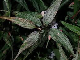 Image result for Strobilanthes anisophylla