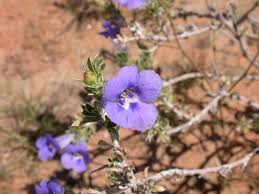 Image result for Aptosimum albomarginatum