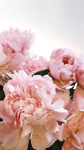 I have shown you a near white peony, then there were the red peonies, but these pink peonies against the bouquet flowers 2160x3840. Free Floral Wallpapers For Your Iphone Keira Lennox