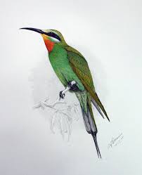 yesil ari kusu vikipedi