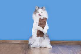 Unfortunately, in the world of coconut milk and cream, brands have proven to be less than consistent. Can My Cat Eat Whipped Cream Let S Find Out