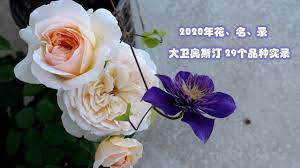 2020年玫瑰花 名 录 上集 29种大卫奥斯汀玫瑰开花实录 29 types of david austin rose bloomin in 2021 flowers plants rose