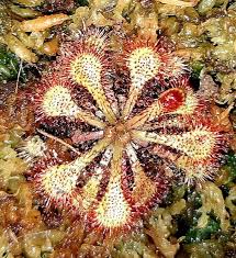Image result for Drosera natalensis
