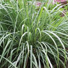 Lemongrass grows well in tropical conditions. Amazon Com Burpee Lemongrass Herb 3 Live Plants 2 1 2 Pot Garden Outdoor