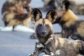 It requires a lot of research; African Wild Dogs Hluhluwe Game Reserve