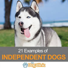 Check out all our dog breed profiles to learn. 21 Independent Dog Breeds That Know Their Own Mind