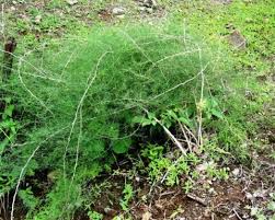 Image result for Asparagus racemosus