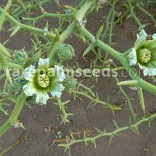 Image result for Acanthosicyos naudinianus