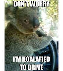 Let us show you our curated list of koala puns. 110 Koala Bear Quotes Ideas In 2021 Koala Bear Koala Bear Quote