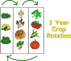 Small Vegetable Garden Crop Rotation Possible But