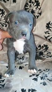 Visit our page to find american pitbull puppies for sale. Craigslist Pitbulls For Free Online Shopping