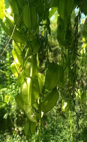 Image result for Dioscoreaceae