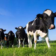 Moo Swings Cows Go Through Disruptive Puberty Too Study Animal Behaviour The Guardian