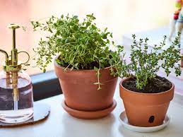 If you've got a shady garden or you live in an urban apartment where you don't have access to the direct sunlight, this list of herbs that grow without sunlight is going to help you. How To Grow Thyme Plants Indoors Apartment Therapy