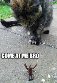 Crawdad Funny Animals Silly Animals Funny Cats