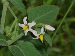 Image result for Solanum chenopodioides