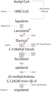 Main sterol in animal cell membrane. Frontiers Regulation Of Sterol Biosynthesis In The Human Fungal Pathogen Aspergillus Fumigatus Opportunities For Therapeutic Development Microbiology