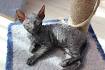 Cornish Rex Kittens available Public Group | Facebook