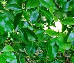 Image result for Pleurostylia