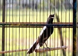 Pancingan burung decu wulung(kacer mini) untuk burung macet bunyi. Mengenal Ciri Burung Kacer Dada Hitam Beserta Harganya