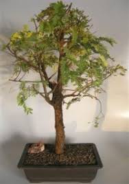 Just keep the plant always moist and avoid waterlogging in the. Flowering Tamarind Bonsai Tree Tamarindus Indica