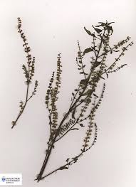 Image result for Basilicum polystachyon