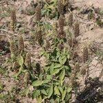 Image result for Cantinoa americana