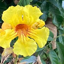 Image result for Markhamia lutea