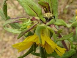 Image result for Guizotia scabra