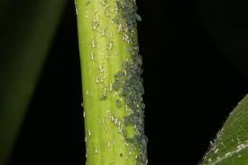 They also favor fruit trees, such as cherry, pecan, peach and apple. Cla Corn Crop Pests Insect Information Extension Entomology Kansas State University