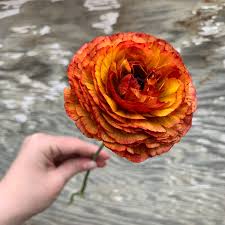 We maintain a catalog of products sold directly to you by our member csa farms. Wholesale Little Hollow Flowers Colorado Flower Farm