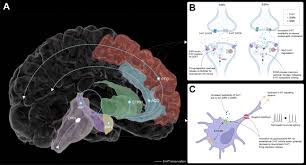 Image result for Serotonin