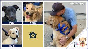 Tim Kinsey Welcomes Rescue Dogs At Lax With Southern California Golden Retriever Rescue Srtk Stander Reubens Thomas Kinsey