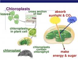 Chlorophyll is also responsible for making plants green. Photosynthesis Classroom Partners