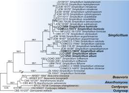From 2.bp.blogspot.com live streams in top vk live streams. Culturable Mycobiota From Karst Caves In China Ii With Descriptions Of 33 New Species Springerlink