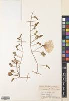 Image result for Ipomoea stolonifera