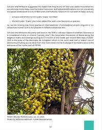 Image result for Gaussia maya